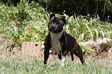 STAFFIE 418